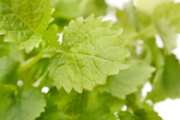 Mint leaves