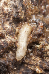 Larvae feeding on sap. Extreme close-up.