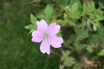 pretty pink flower