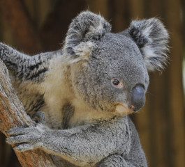 Koala On A Branch