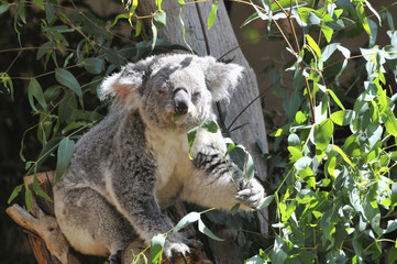 Koala In A Tree