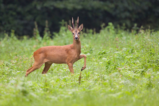 chevreuil gibier chasse brocard bois animal sauvage mammif&egrave;re