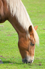 chestnut horse grazing on grass