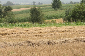 Obraz premium countryside landscape after harvest