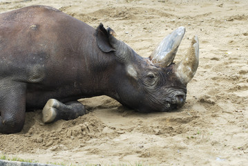 Obraz premium Spitzmaulnashorn (Rhinocerotidae)