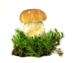 Ceps isolated on white background with green moss