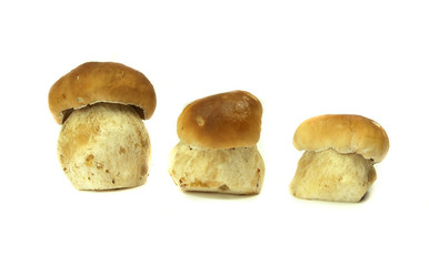 Ceps isolated on white background