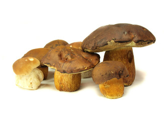 Ceps isolated on white background