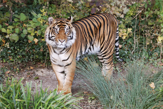 Sumatra-Tiger (Panthera tigris sumatrae)