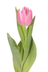 pink tulip