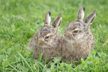 two little hares