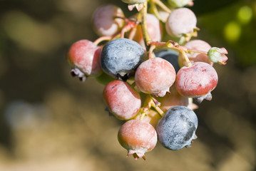 Bunch of Blueberries Ripening on a Bush