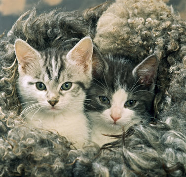 two kittens