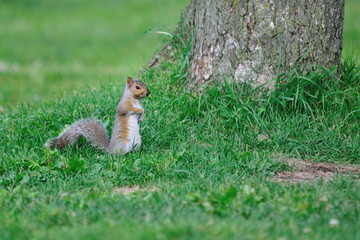 Ecureuil dans l'herbe.