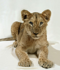 Obraz na płótnie Canvas lion cub 2