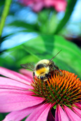 Hummel auf Sonnenhut