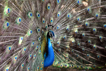 Naklejka premium Pfau