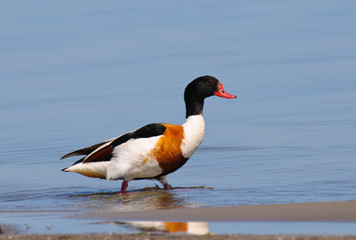 Common Shelduck Tadorna tadorna male