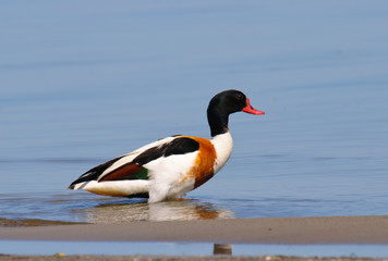 Common Shelduck Tadorna tadorna male