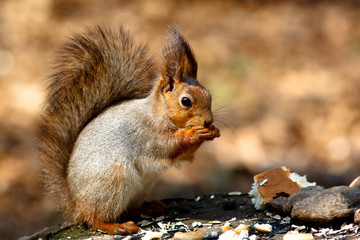 Squirrel, Sciurus vulgaris