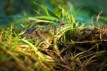 Marsh Frog, Rana ridibunda