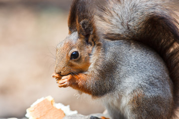 Squirrel, Sciurus vulgaris