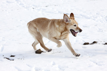 Labrador Retriever im Schnee