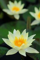 Beautiful blooming yellow water lily