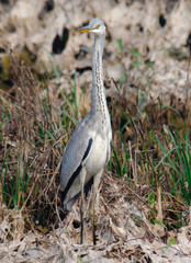 Grey Heron Ardea cinerea