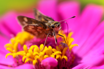 Close up shot of moth on daisy flower