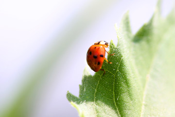 close up shot of Lady bug