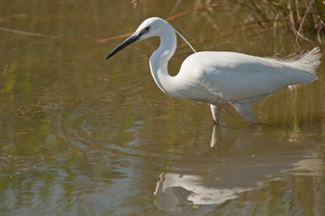 Aigrette