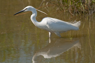 Aigrette