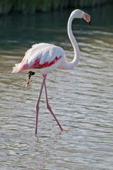 Flamant rose