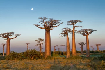 Gordijnen Veld van baobabs © Nazzu