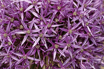 Allium, Zierlauch - Leek
