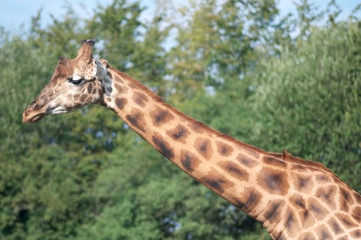 girafe