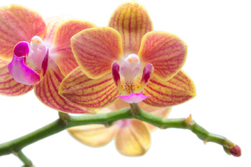 Naklejka premium Orchidée