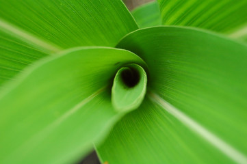 Leafs of green corn