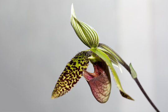 orchidea con la borsa