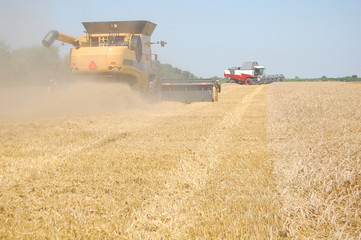 Wheat harvesting