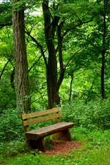 Naklejka premium Bank im Wald