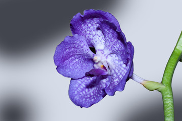 Orchidea viola isolata © Strumpf
