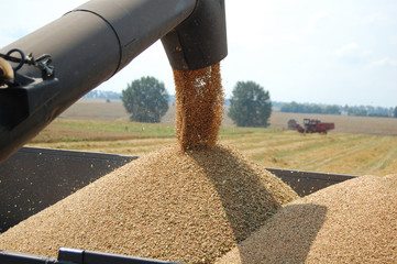 Downloading wheat