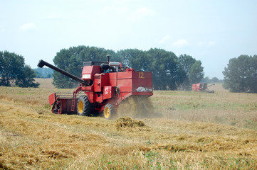 Obraz premium Wheat harvesting