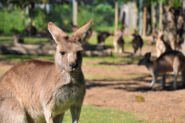 Naklejka na ściany i meble Kangaroo reserve