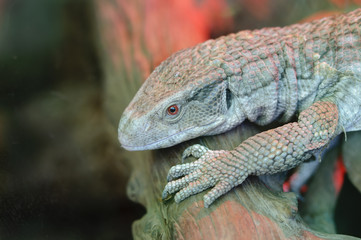 Savanna Monitor