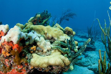 Naklejka na ściany i meble Obraz Odkrywka Coral podjęte w południowo-wschodniej Florydzie