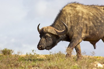 African Buffalo