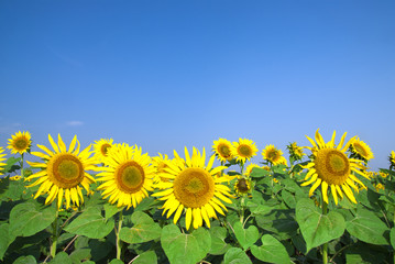sunflower field over blue sky